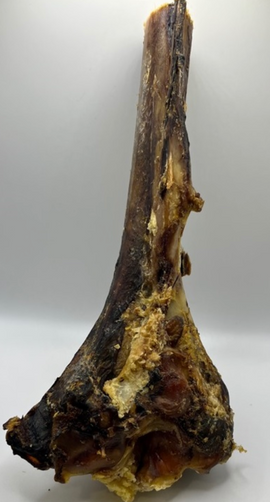 Ostrich - Large Tibia Bone